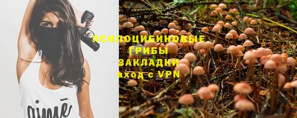 прущие грибы Армянск