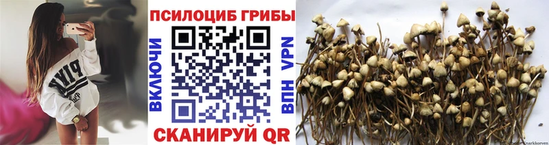 Псилоцибиновые грибы Psilocybe  где найти наркотики  Сегежа 